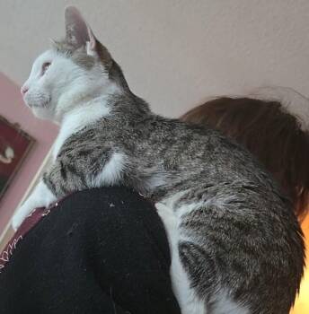 Domestic Short Hair Cats Available for Adoption in Des Moines, Iowa - Atlas | PetCurious