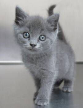 Fabula -  Domestic Short Hair and Russian Blue Cat for Adoption in Lexington, Virginia - Fabula | PetCurious