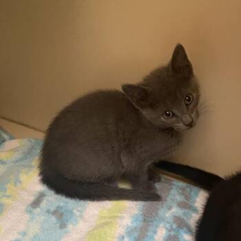 Domestic Short Hair Cats Available for Adoption in Dayton, Ohio - Louie | PetCurious