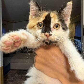 Skittles -  Domestic Short Hair Cat for Adoption in Hickory, North Carolina - Skittles | PetCurious
