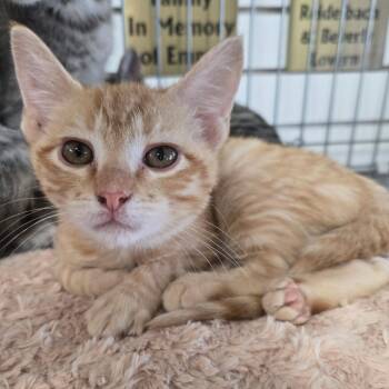 Simba LR7 -  Domestic Short Hair Cat for Adoption in Union, Missouri - Simba LR7 | PetCurious