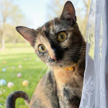 Domestic Short Hair Cats Available for Adoption - Ember | PetCurious