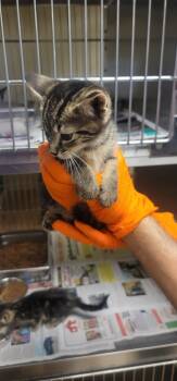 Rescue Tabby Cats for Adoption in Nacogdoches, Texas - Mr Worldwide | PetCurious