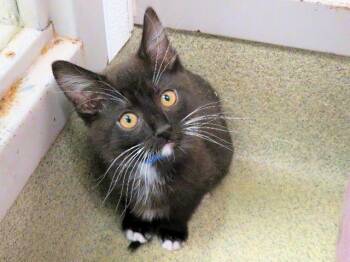 Domestic Short Hair Cats Available for Adoption - SPUNKY | PetCurious