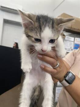 VANESSA -  Domestic Short Hair Cat for Adoption in Dallas, Texas - VANESSA | PetCurious
