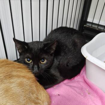 Seagrams -  Domestic Short Hair Cat for Adoption in Ridgely, Maryland - Seagrams | PetCurious