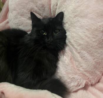 Domestic Medium Hair Cats Available for Adoption - Luna ( Fluffy & Sweet) | PetCurious