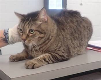 Rescue Domestic Short Hair Cats for Adoption in St. Cloud, Florida - TUX | PetCurious