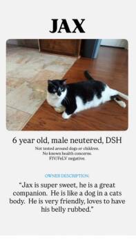 Rescue Domestic Short Hair Cats for Adoption in Tustin, California - AT RISK OF EUTHANASIA! PEBBLES AND JAX | PetCurious
