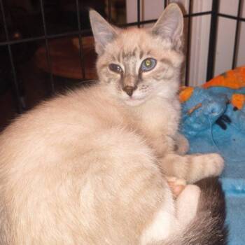Nick Nickerson -  Siamese Cat for Adoption in Knoxville, Tennessee - Nick Nickerson | PetCurious