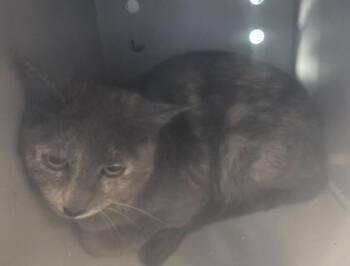 Domestic Medium Hair and Domestic Short Hair Cats Available for Adoption in Edgewood, New Mexico - Cleo | PetCurious