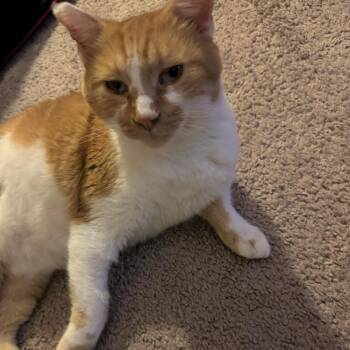 Seb -  Domestic Short Hair Cat for Adoption in Fairfax Station, Virginia - Seb | PetCurious