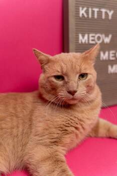 Albert -  Domestic Short Hair Cat for Adoption in Myrtle Beach, South Carolina - Albert | PetCurious