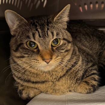 Leonard -  Domestic Short Hair Cat for Adoption in Salt Lake City, Utah - Leonard | PetCurious