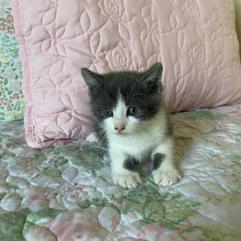 Gale (qc_kit4) -  Domestic Short Hair Cat for Adoption in Edwardsville, Illinois - Gale (qc_kit4) | PetCurious