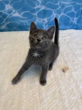 Avalon -  Domestic Short Hair Cat for Adoption in Wheaton, Illinois - Avalon | PetCurious