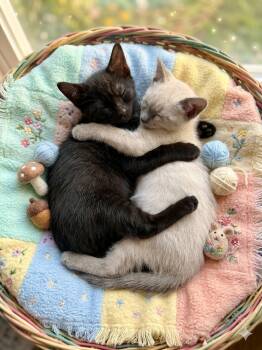 American Shorthair Cats Available for Adoption in Maywood, Illinois - Bella | PetCurious