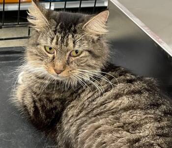 Rescue Domestic Short Hair Cats for Adoption in Dalton, Georgia - Jan | PetCurious