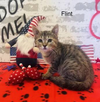 Rescue Domestic Short Hair Cats for Adoption in San Tan Valley, Arizona - Flint | PetCurious