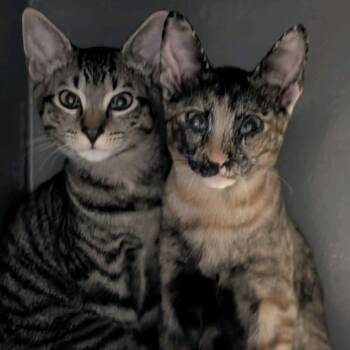 Manchas (bonded to Peewee) -  Domestic Short Hair Cat for Adoption in Austin, Texas - Manchas (bonded To Peewee) | PetCurious