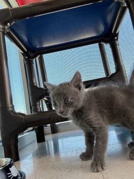 Domestic Short Hair Cats Available for Adoption in Hobbs, New Mexico - Tarzan | PetCurious