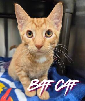 Bat Cat -  Domestic Short Hair Cat for Adoption in Nevada, Iowa - Bat Cat | PetCurious