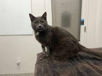 Amtrack -  Domestic Short Hair Cat for Adoption in Kansas City, Missouri - Amtrack | PetCurious
