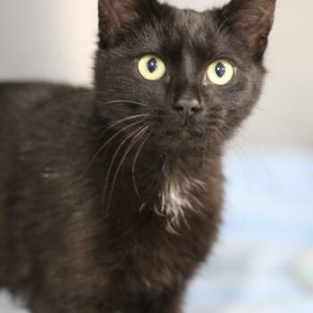 Theodore -  Domestic Short Hair Cat Available for Adoption in Ottumwa, Iowa - Theodore | PetCurious