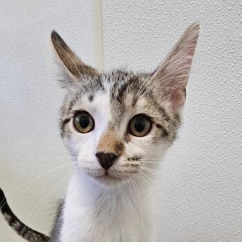 Rescue Domestic Short Hair Cats for Adoption in Waynesville, North Carolina - Bladez | PetCurious
