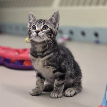 Skittles -  Domestic Short Hair Cat Available for Adoption in Pittsford, Vermont - Skittles | PetCurious