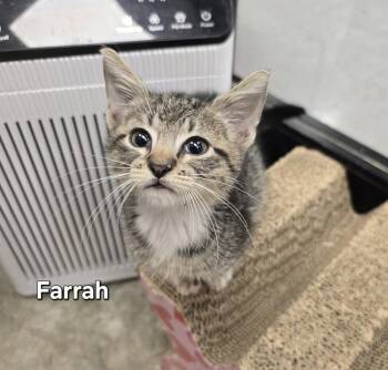 Farrah -  Domestic Short Hair Cat for Adoption in Ruskin, Florida - Farrah | PetCurious