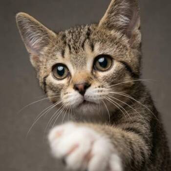 JAZZMAN -  Tabby Cat for Adoption in Delhi, Ontario - JAZZMAN | PetCurious