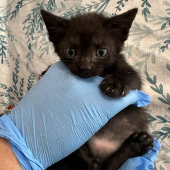 Gilbert -  Domestic Medium Hair Cat for Adoption in San Antonio, Texas - Gilbert | PetCurious