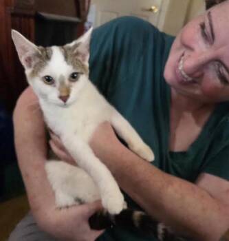 Flounder -  Domestic Short Hair Cat for Adoption in Cincinnati, Ohio - Flounder | PetCurious