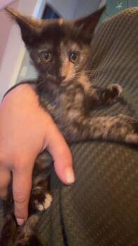 Julia -  Domestic Short Hair Cat for Adoption in Wilmington, North Carolina - Julia | PetCurious