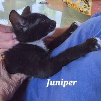 Juniper -  Domestic Short Hair Cat for Adoption in Prescott, Arizona - Juniper | PetCurious