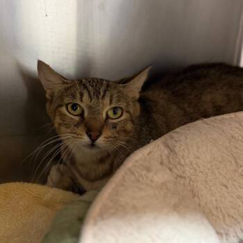 Momma -  Domestic Short Hair Cat for Adoption in Starkville, Mississippi - Momma | PetCurious