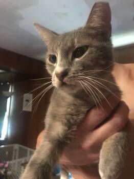 Rescue Domestic Short Hair Cats for Adoption in Seth, West Virginia - Velcro | PetCurious