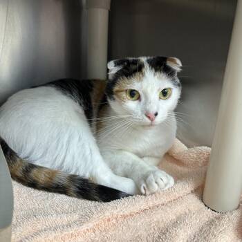 Carmelia -  Domestic Short Hair Cat Available for Adoption in St. Augustine, Florida - Carmelia | PetCurious