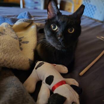 Rescue Domestic Short Hair and American Shorthair Cats for Adoption in Highland Beach, Maryland - Maus | PetCurious