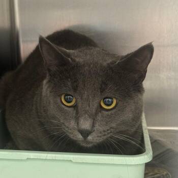 Cato -  Domestic Short Hair Cat for Adoption in Auburn, Alabama - Cato | PetCurious