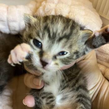 Dipsy -  Domestic Short Hair Cat Available for Adoption in Mt. Juliet, Tennessee - Dipsy | PetCurious