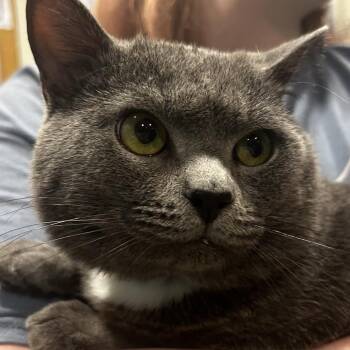 Domestic Short Hair Cats Available for Adoption in Chattanooga, Tennessee - Migi | PetCurious