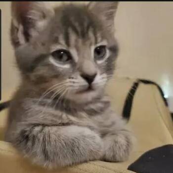 John -  Domestic Short Hair Cat for Adoption in Shinnston, West Virginia - John | PetCurious