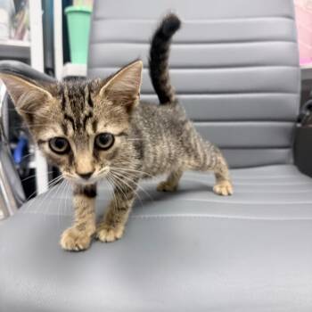 Alfa Romeo -  Domestic Short Hair Cat for Adoption in Jupiter, Florida - Alfa Romeo | PetCurious