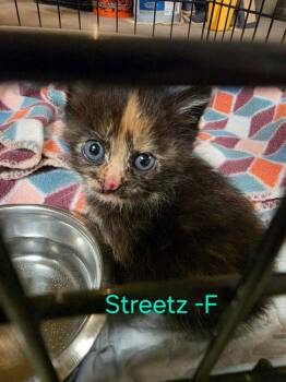 Streetz -  Domestic Short Hair Cat for Adoption in Cloquet, Minnesota - Streetz | PetCurious