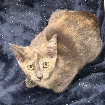 Lamai -  Domestic Short Hair Cat for Adoption in NEW PT RICHEY, Florida - Lamai | PetCurious