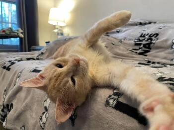 Domestic Short Hair Cats Available for Adoption - Eevee | PetCurious