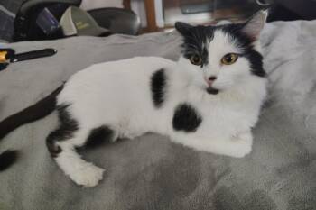 Sundae (bonded with Milkshake) -  Domestic Long Hair Cat for Adoption in Oakland, California - Sundae (bonded With Milkshake) | PetCurious