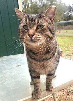 Rescue Domestic Short Hair and Tabby Cats for Adoption in Magnolia Springs, Alabama - Stub Tail | PetCurious